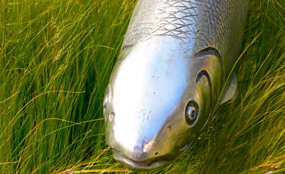 轰炸电话在线使用